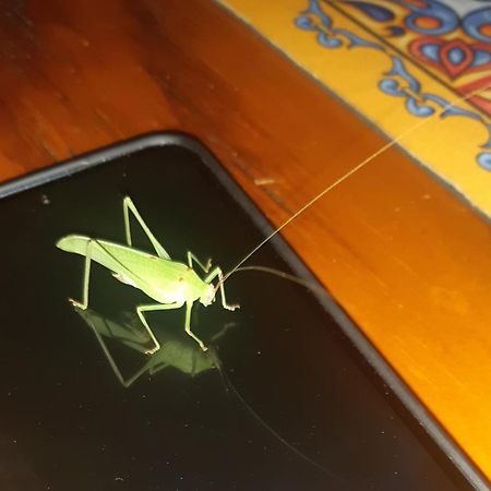 African Bush Escape مارلوث بارك المظهر الخارجي الصورة