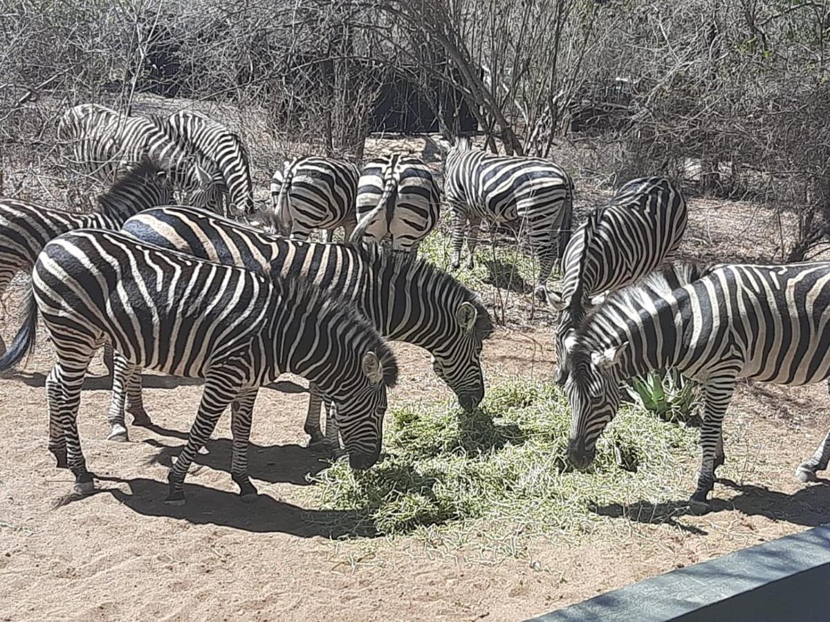 African Bush Escape مارلوث بارك المظهر الخارجي الصورة