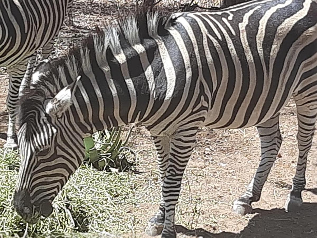 African Bush Escape مارلوث بارك المظهر الخارجي الصورة