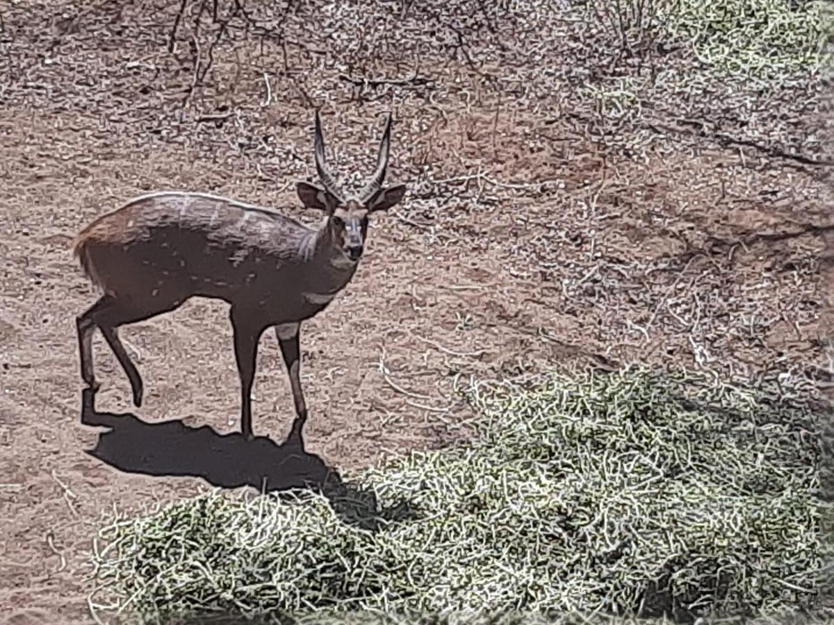 African Bush Escape مارلوث بارك المظهر الخارجي الصورة