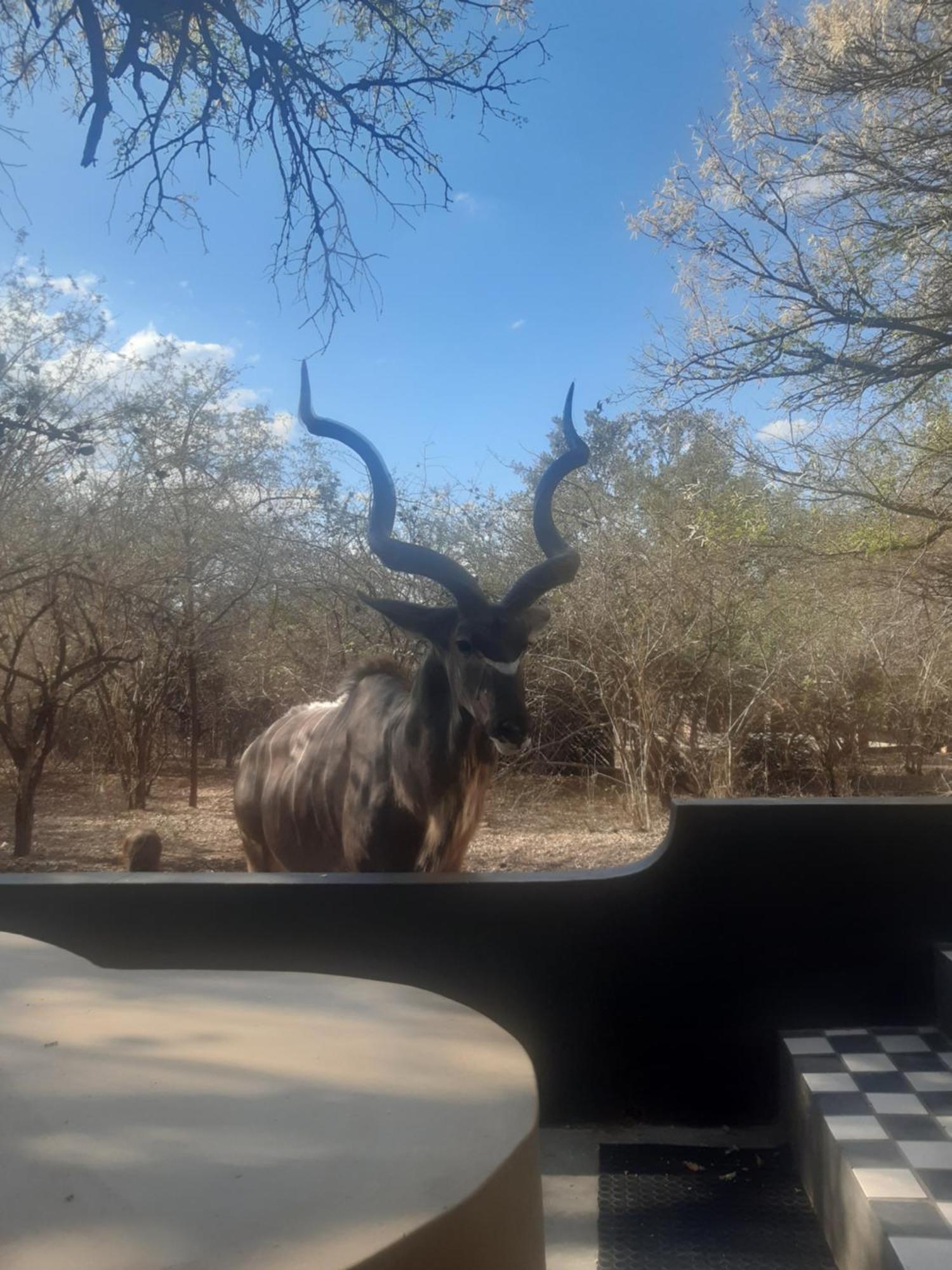African Bush Escape مارلوث بارك المظهر الخارجي الصورة