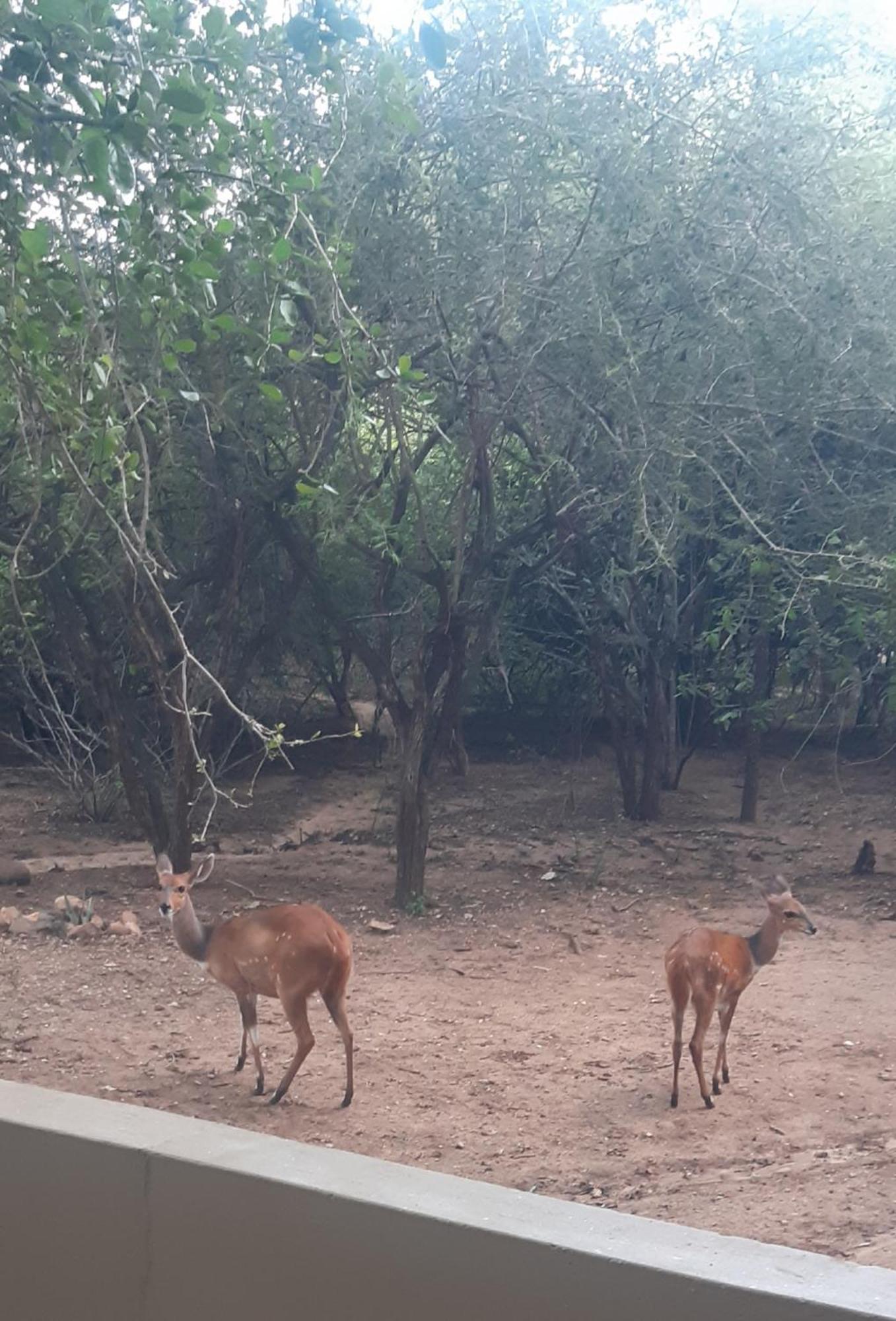African Bush Escape مارلوث بارك المظهر الخارجي الصورة