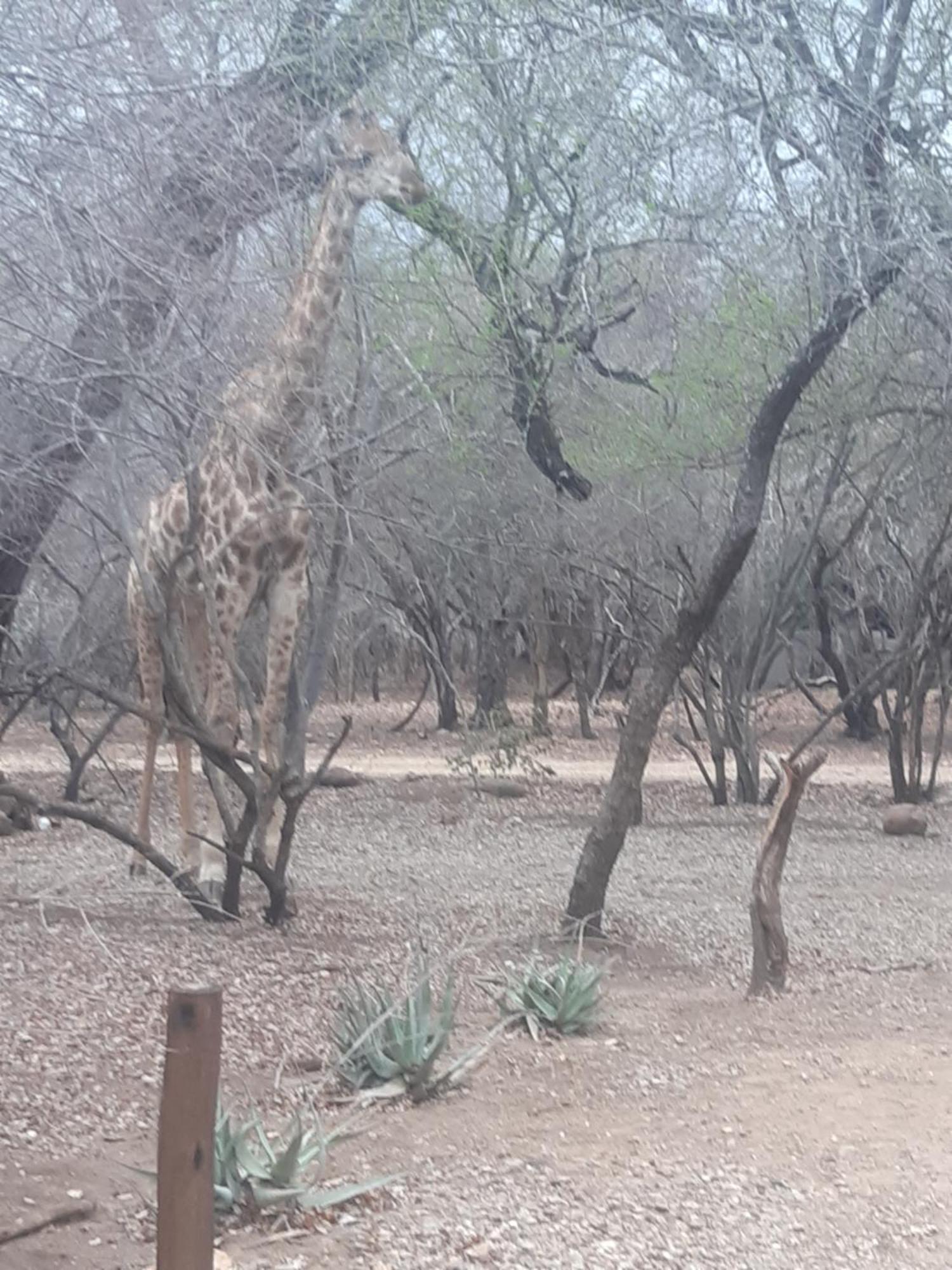 African Bush Escape مارلوث بارك المظهر الخارجي الصورة